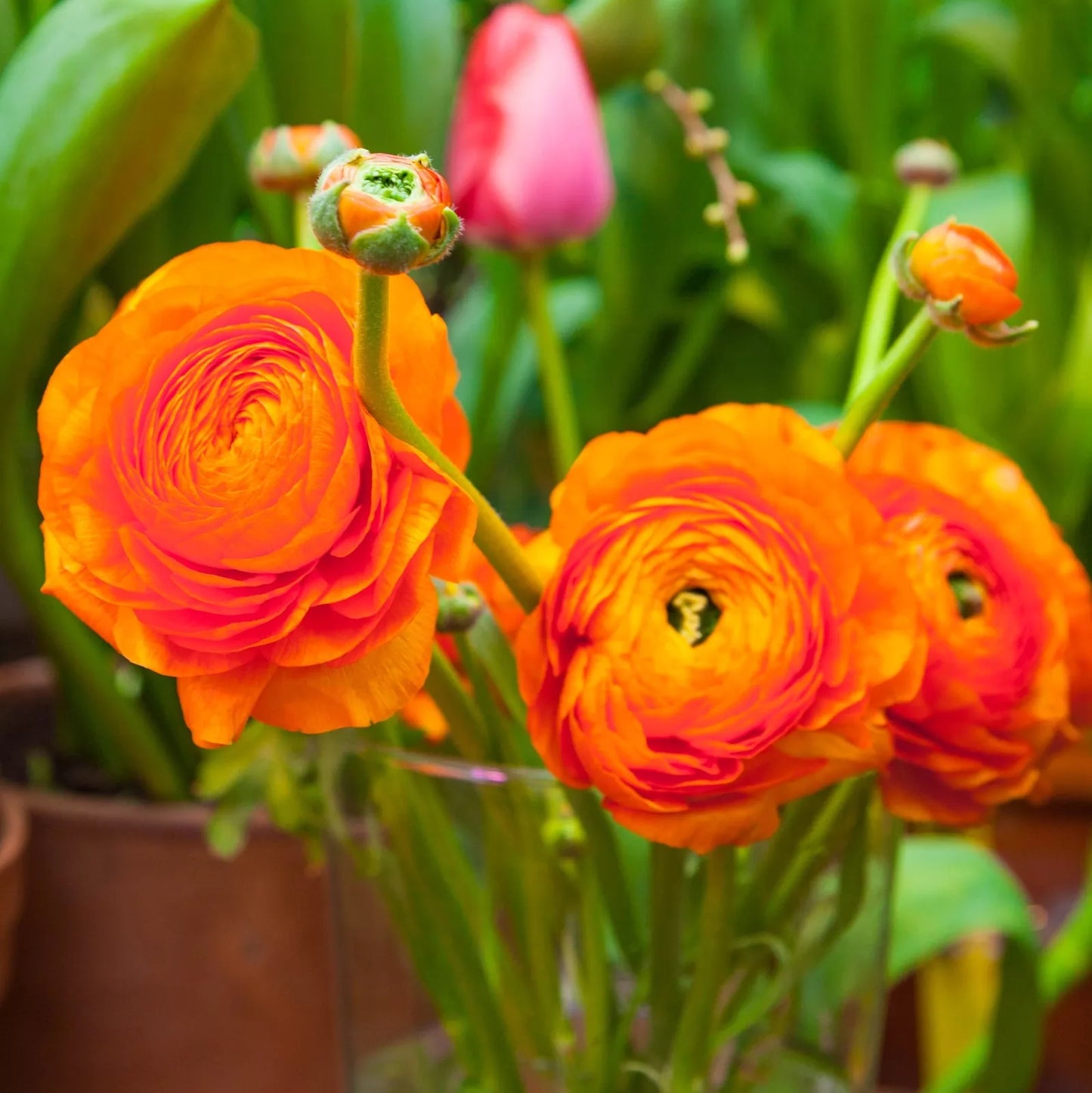 50 Ranunculus Orange Shades Bulbs Plants