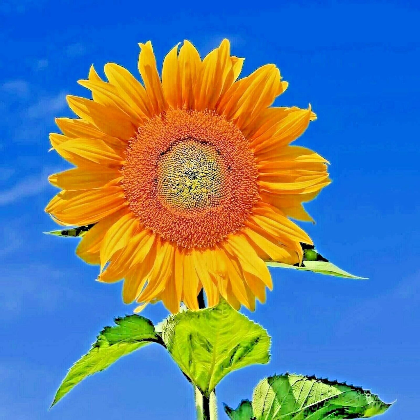 50 Rare Taiyo Sunflower Planting Organic Tall Flowers Heirloom Non-Gmo Flower Seeds | www.seedsplantworld.com