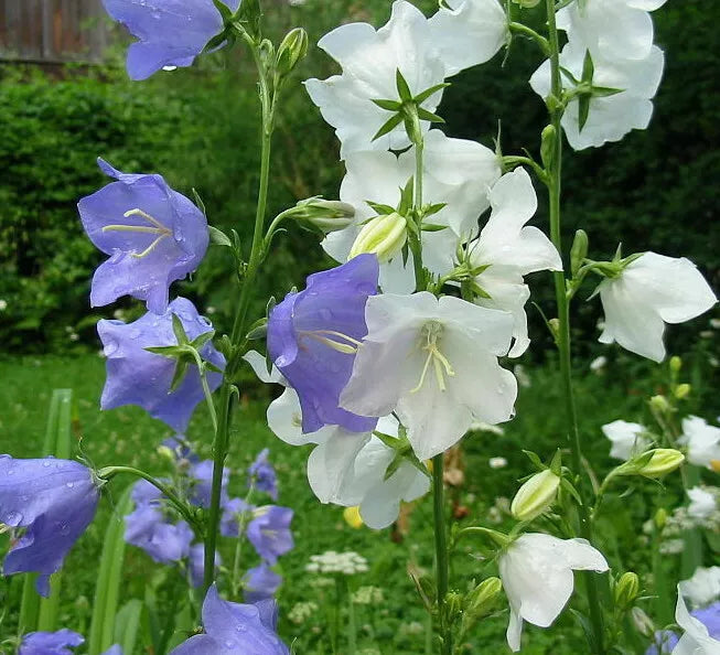 White Peach Leaf Bellflower, 250 Seeds