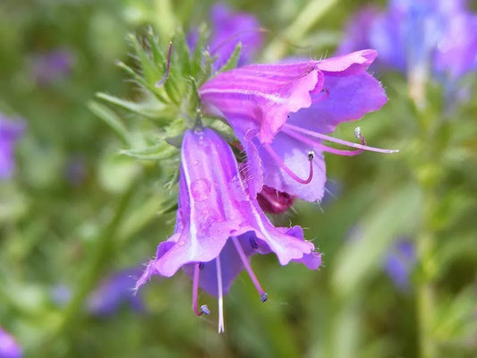 25 Rose Viper'S Bugloss Pink Echium Plantagineum Rose Bedder Flower Seeds | www.seedsplantworld.com