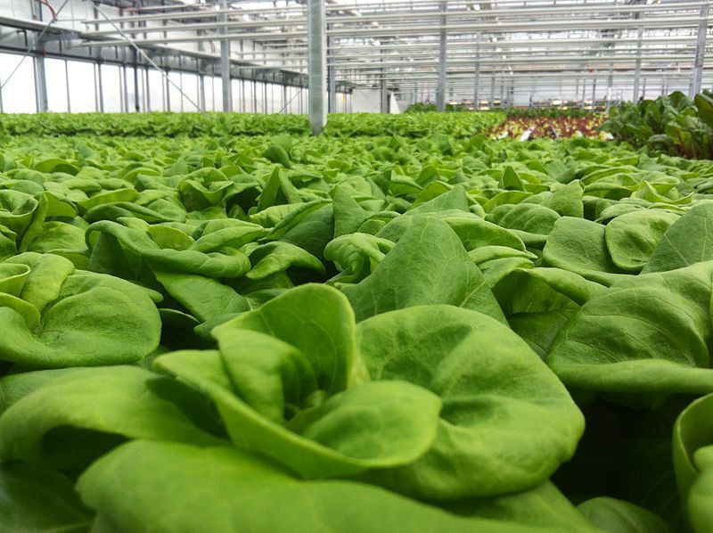 3000 White Boston Lettuce 12" Green Butterhead Lactuca Sativa Vegetable Seeds | www.seedsplantworld.com