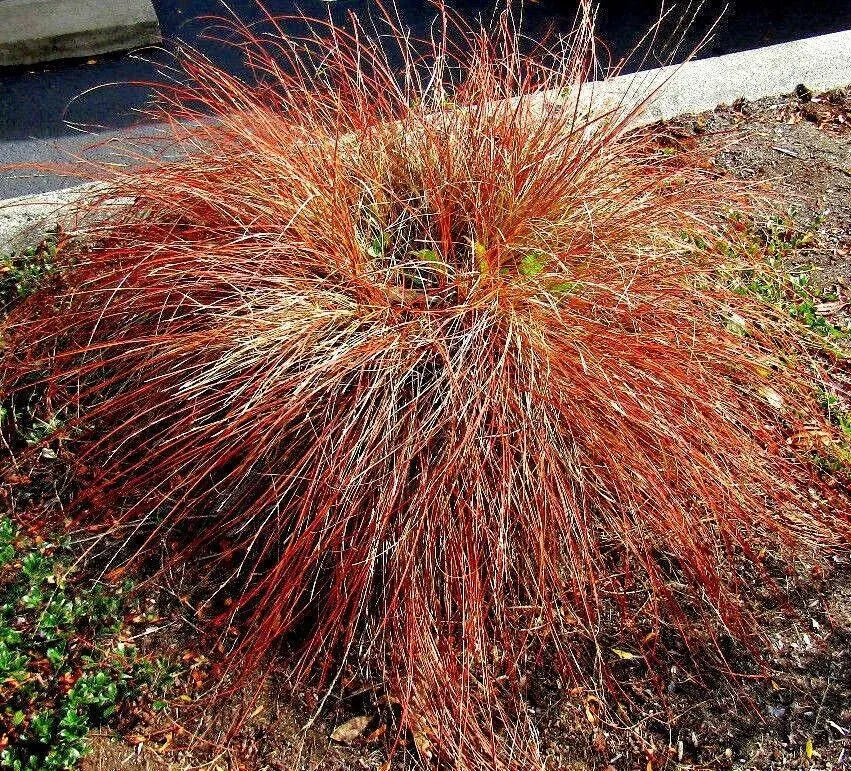 Orange Sedge Grass 100 Seeds