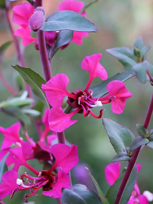 500 Mixed Elegant Clarkia Mountain Garland Elegans Pink Purple Red Flower Seeds | www.seedsplantworld.com