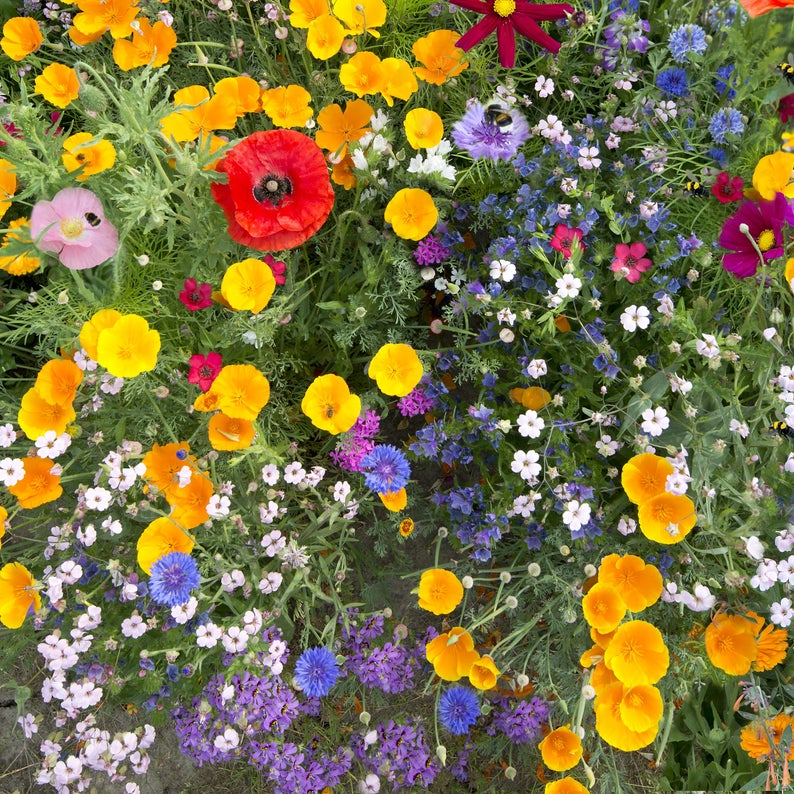 200+ Deer Resistant Wildflower Mix Colorful Coneflower Flower Seeds | www.seedsplantworld.com