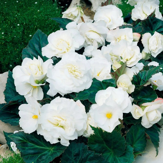 4 Double Begonia Duet Mixture Live Flower Plant Bulbs Red & White Blooms Bulbs Plant | www.seedsplantworld.com