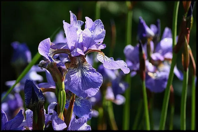 21 Iris Western Blue Flag Iris Flower Seeds | www.seedsplantworld.com