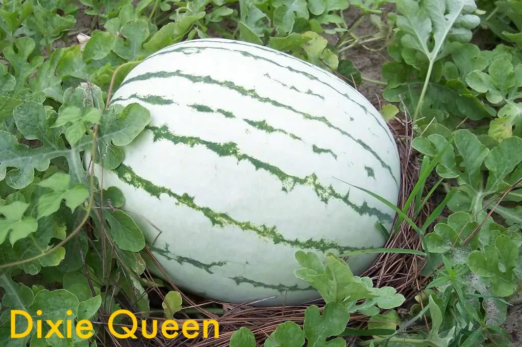 50 Dixie Queen Watermelon White & Red Citrullus Lanatus Melon Fruit Vine Seeds | www.seedsplantworld.com