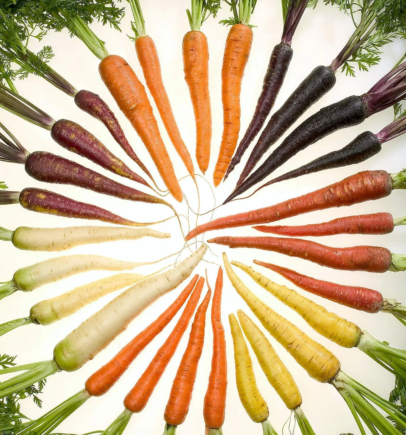 500 Rainbow Carrot Mix White Red Yellow Purple Orange Daucus Carrota Seeds | www.seedsplantworld.com