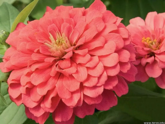 250 Salmon Queen Zinnia Elegans California Giant Double Flower Seeds | www.seedsplantworld.com