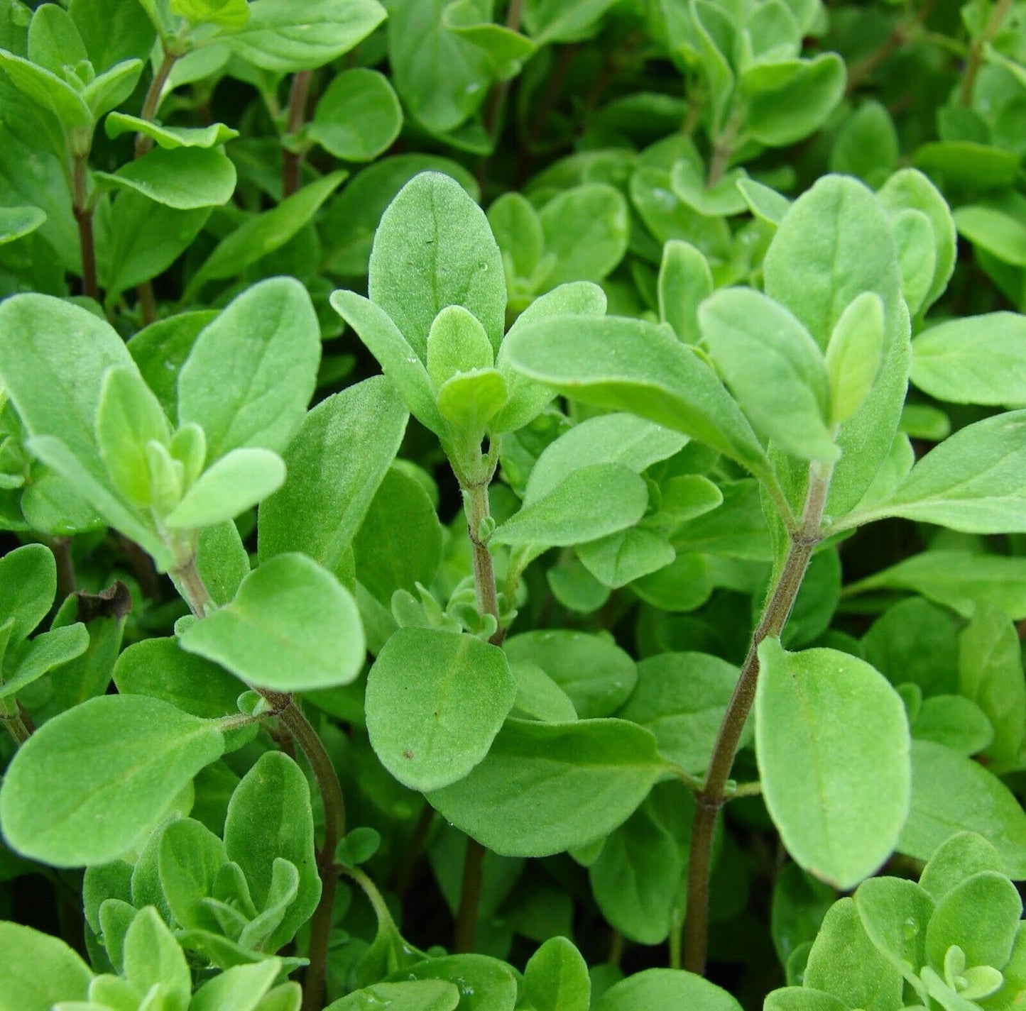 1000+ Marjoram Perrenial Sweet Spice NON-GMO Herb Seeds | www.seedsplantworld.com