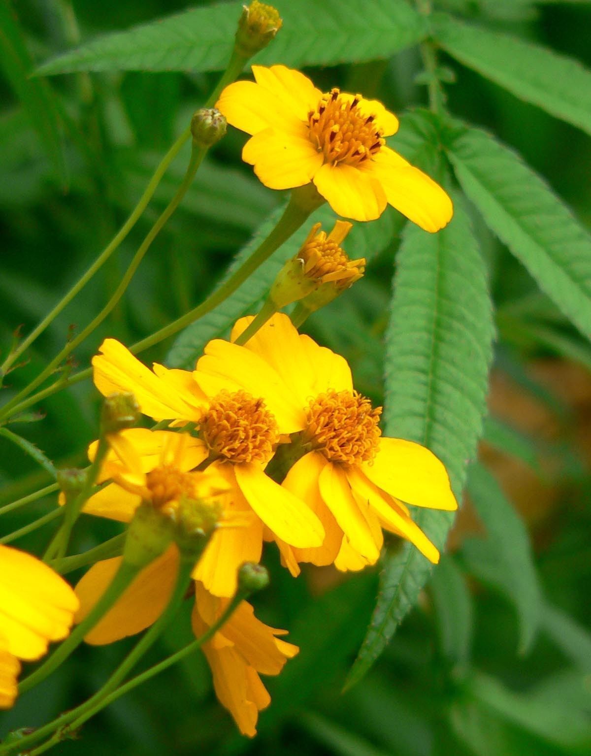 75 Marigold Mexican Mint Herb Spice Flower Seeds | www.seedsplantworld.com