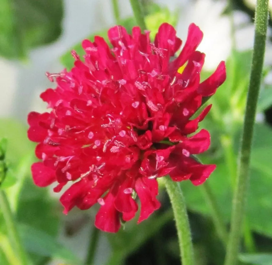 Red Knautia, 110 Seeds