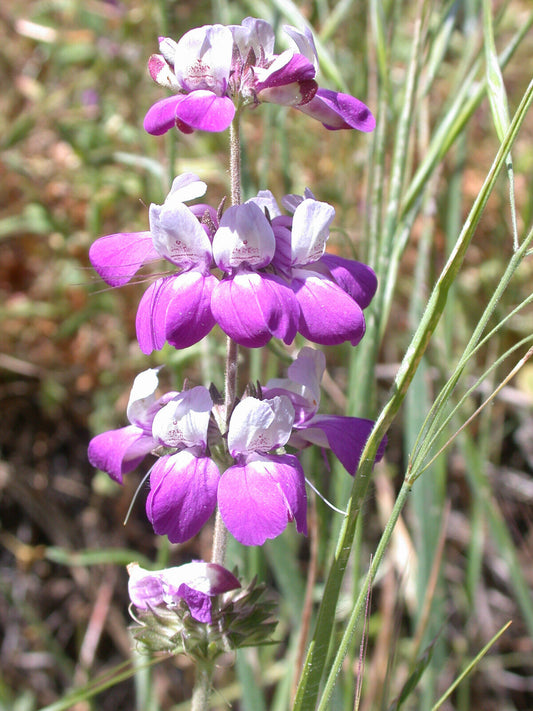 110 Chinese Houses Easy To Grow Lavender White Flower Seeds | www.seedsplantworld.com