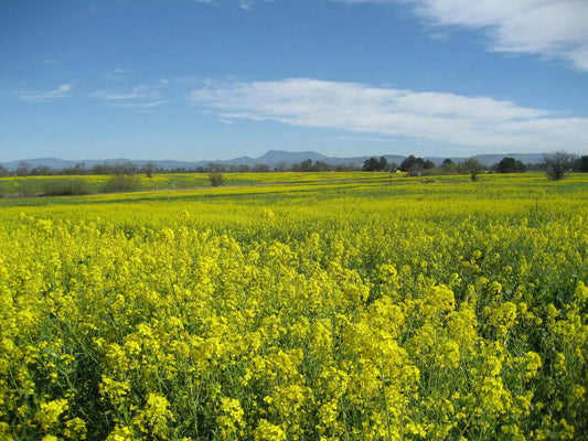 1000 Yellow Mustard Brassica Alba Vegetable Herb Seeds | www.seedsplantworld.com