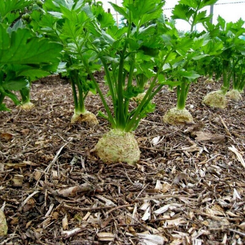 500+ Giant Prague Celeriac Garden NON-GMO Vegetable Seeds | www.seedsplantworld.com