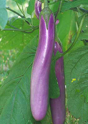 50 Chinese Eggplants Vegetable Seeds