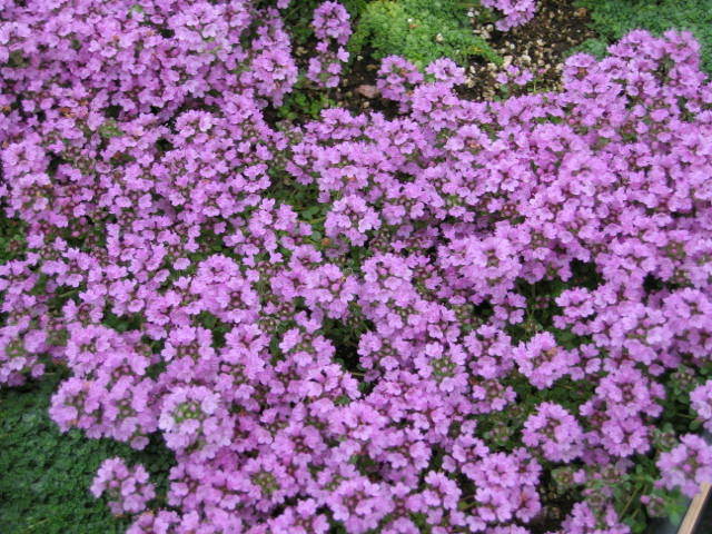 1000+ Purple Creeping Thyme Groundcover Perennial Herb Seeds | www.seedsplantworld.com