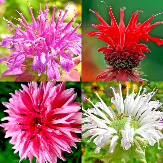 20 Bergamot Monarda Spring Mix Perennial Rare Hummingbird Plant Bee Balm Flower Seeds | www.seedsplantworld.com