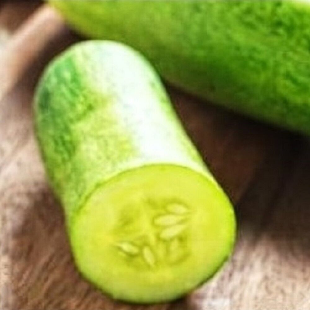 100 Straight Eight Cucumber NON-GMO Heirloom Vegetable Seeds | www.seedsplantworld.com