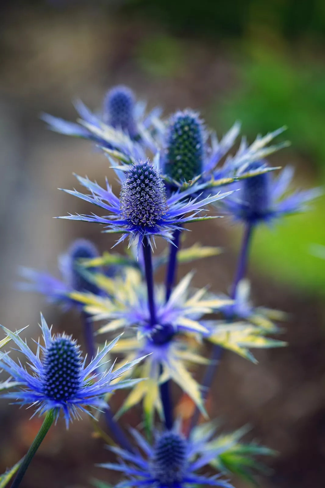 Sea Holly 100 Seeds