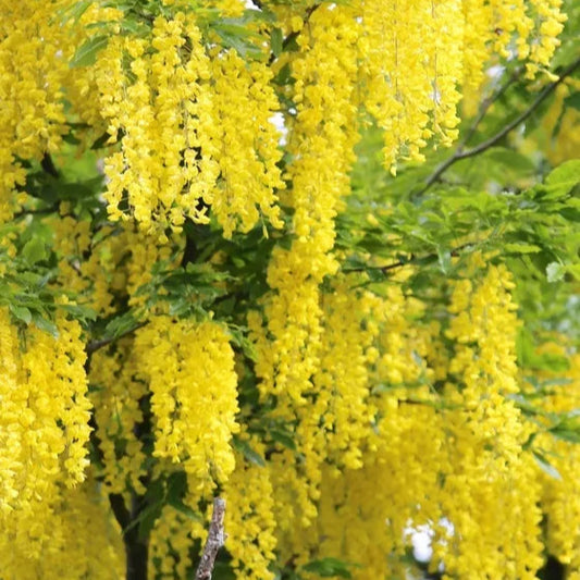 Golden Chain Tree Laburnum Anagyroides 18-30 Inches Tall Live Plant Potted Tree | www.seedsplantworld.com