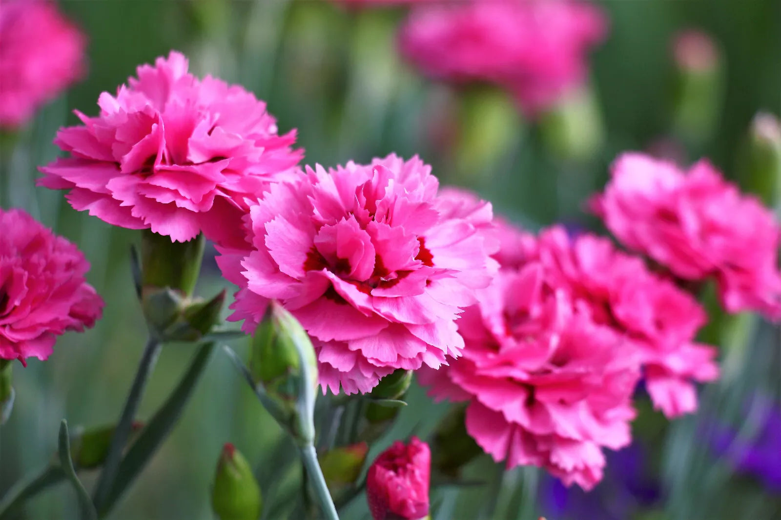 50 Pink Rose Carnation Dianthus Caryophyllus Flower Seeds | www.seedsplantworld.com