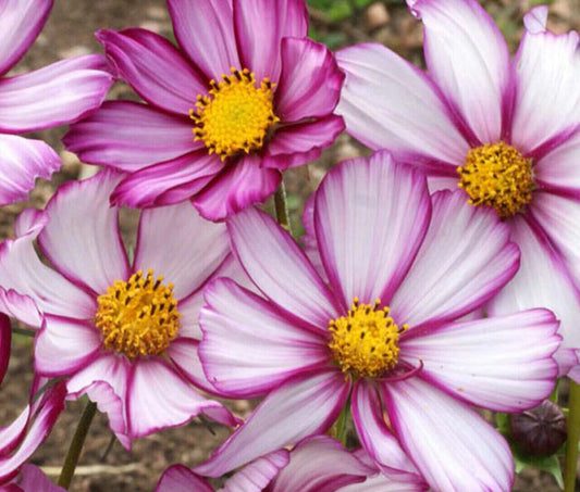 175 Cosmos Candy Stripe Annual Flower Seeds | www.seedsplantworld.com