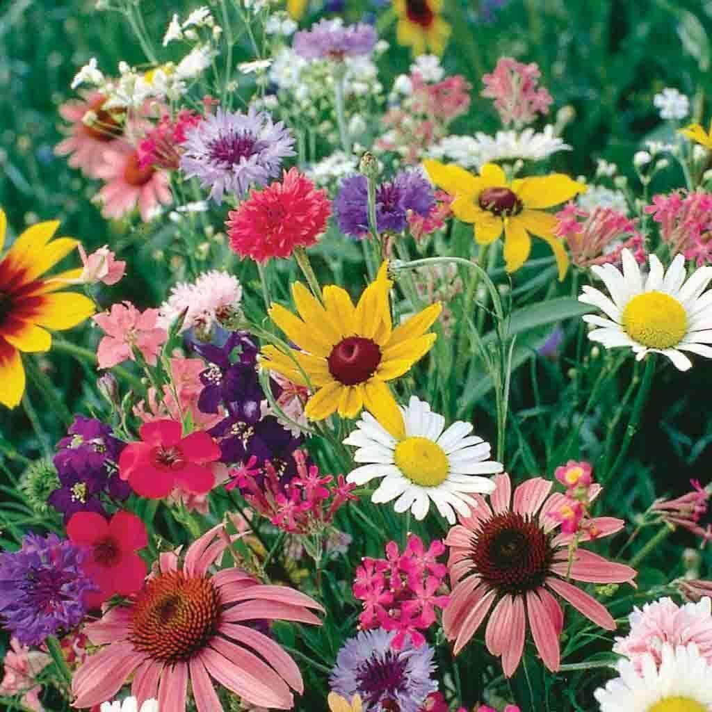 200+ Cutflower Wildflower Colorful Mixture 19 Species Flower Seeds | www.seedsplantworld.com