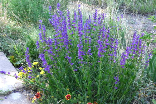 275 PENSTEMON Perennial BLUE FLOWER Rocky Mountain Flower Seeds | www.seedsplantworld.com