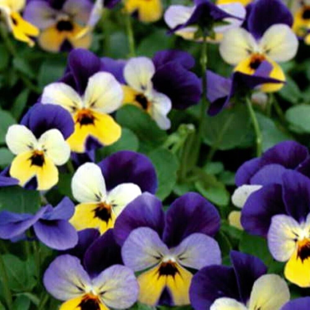 200 Johnny Jump Up Viola NON-GMO Heirloom Flower Seeds | www.seedsplantworld.com