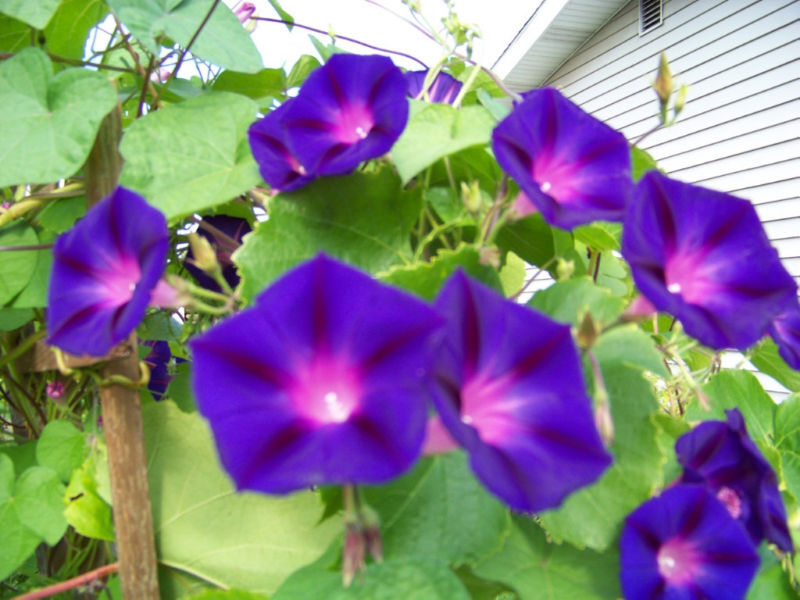 95 Morning Glory Vine Grandpa Ott Purple Flower Seeds | www.seedsplantworld.com