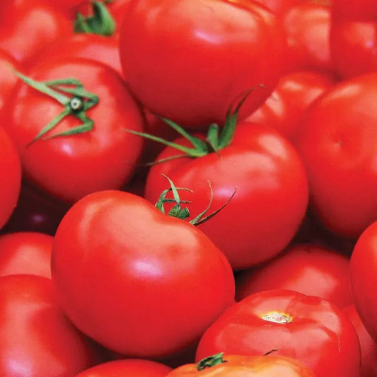 50 Floradade Tomato Seeds Non-GMO Vegetable Seeds | www.seedsplantworld.com