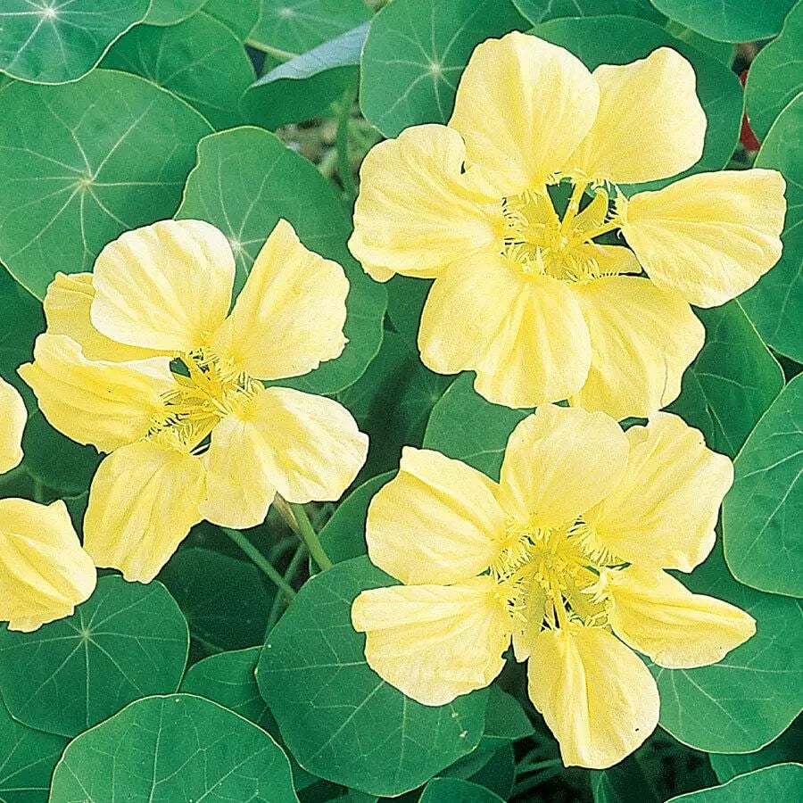 15 Moonlight Nasturtium Seeds Flower Seeds | www.seedsplantworld.com