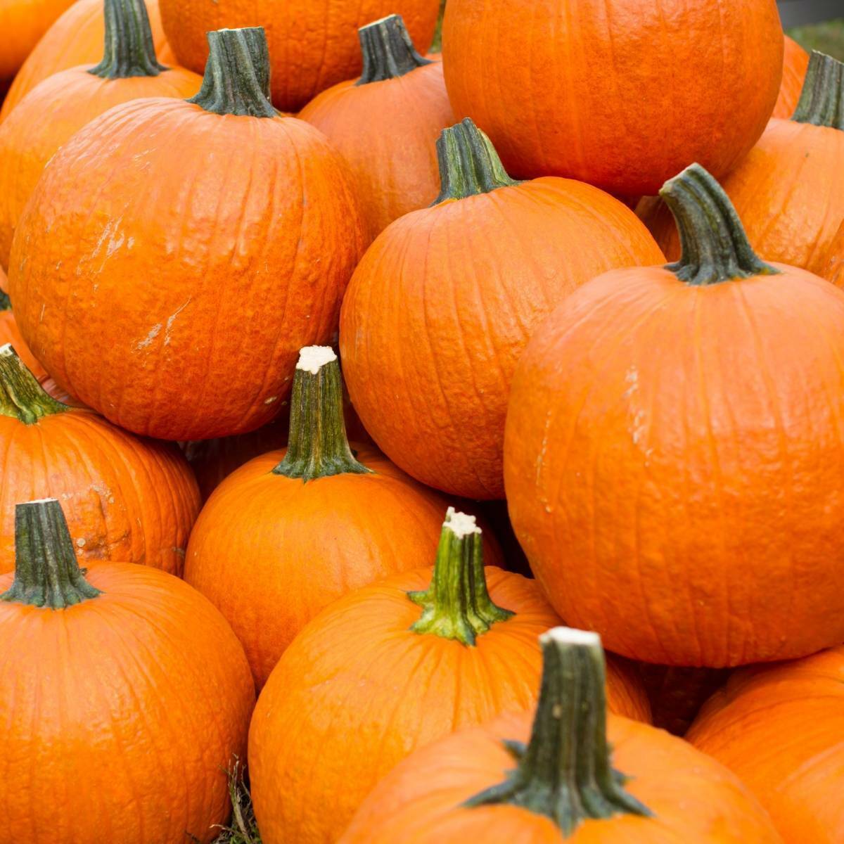 15 Ct Pumpkin Spookie Garden NON-GMO Annual Vegetable Seeds | www.seedsplantworld.com