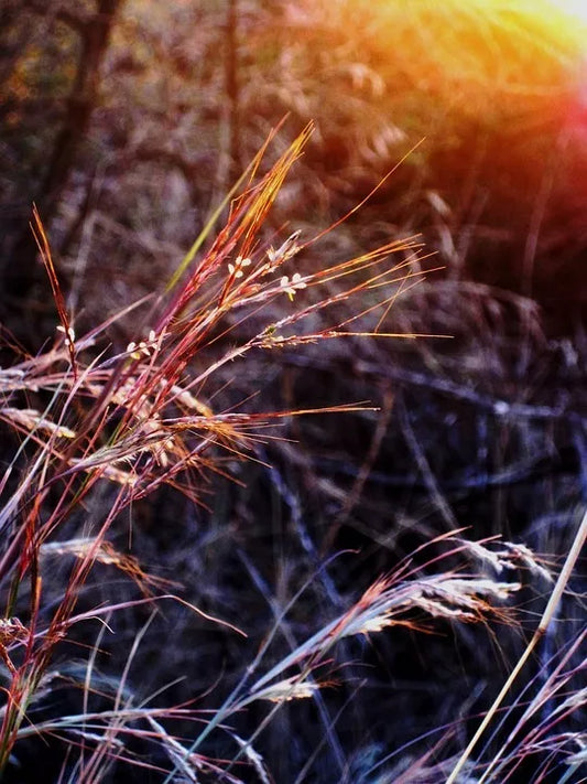 100 Purpletop Grass Purple Tall Red Top Ornamental Triodia Flava Seeds | www.seedsplantworld.com