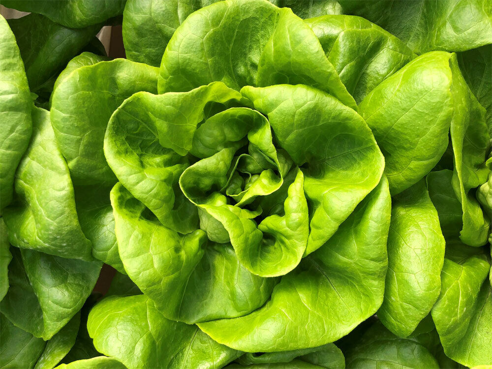 600+ Lettuce Bibb Butterhead NON-GMO Vegetable Seeds | www.seedsplantworld.com