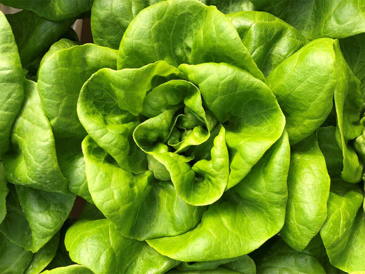 600+ Lettuce Bibb Butterhead NON-GMO Vegetable Seeds | www.seedsplantworld.com