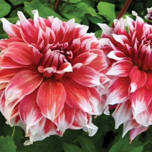 21 Dahlia Flower Bulb Tuber Clumps (18 Varieties) Combined Spring Shipping Bulbs Plant