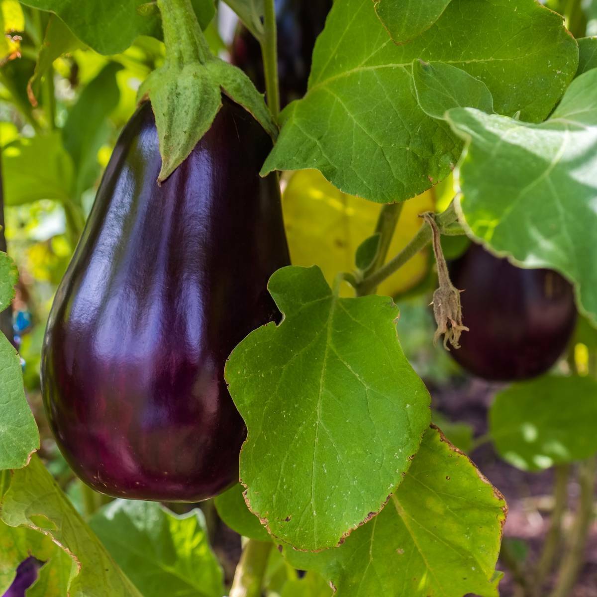 100+ Florida Market Eggplant High Bush Heirloom Vegetable Seeds | www.seedsplantworld.com