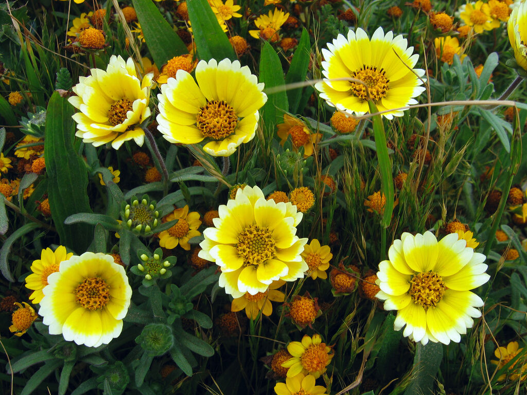 360 Tidy Tips Drought Tolerant Yellow Flower Seeds | www.seedsplantworld.com