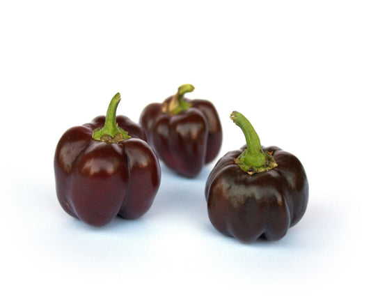 20 Organic Chocolate Mini Bell Pepper Brown Miniature Capsicum Vegetable Seeds | www.seedsplantworld.com