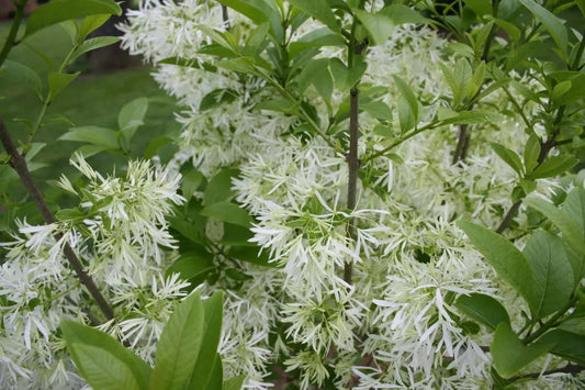 3 Fringe Tree Chionanthus Virginicus Old Man’S Beard White Flower Seeds | www.seedsplantworld.com