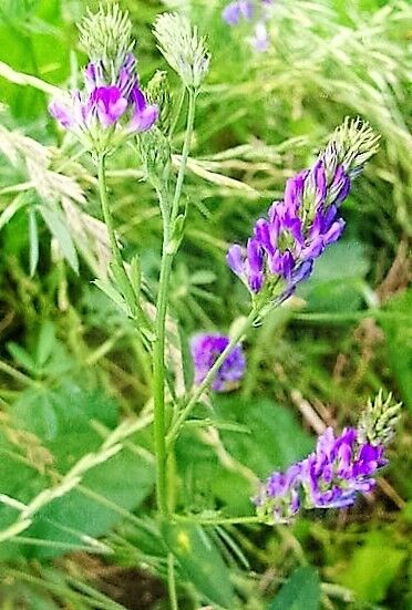 100 Cimarron Alfalfa Medicago Sativa Ground Cover Forage Purple Flower Seeds | www.seedsplantworld.com