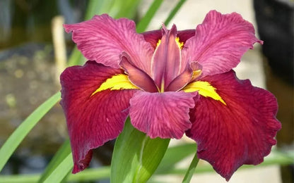 1 Louisiana Iris Ann Chowning Bare Root Rhizome Velvety Red Flowers Rooted Plant | www.seedsplantworld.com