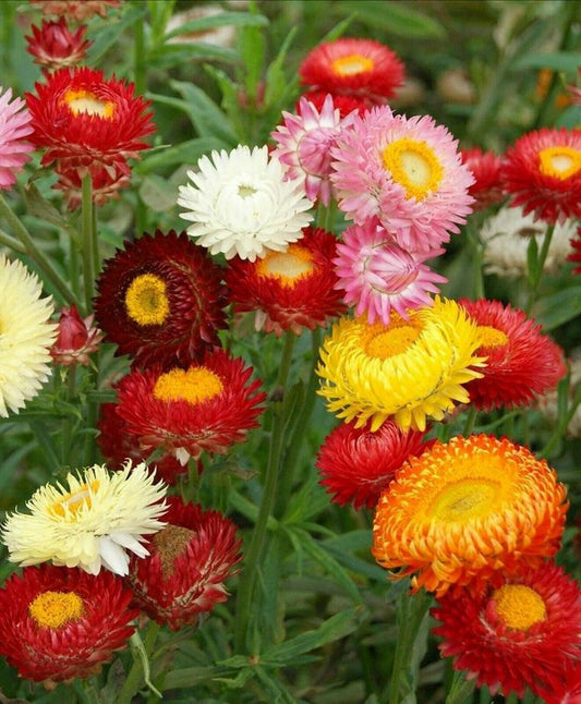 200+ Strawflower Tall Double Mix Cut Mixed Colors Flower Seeds | www.seedsplantworld.com