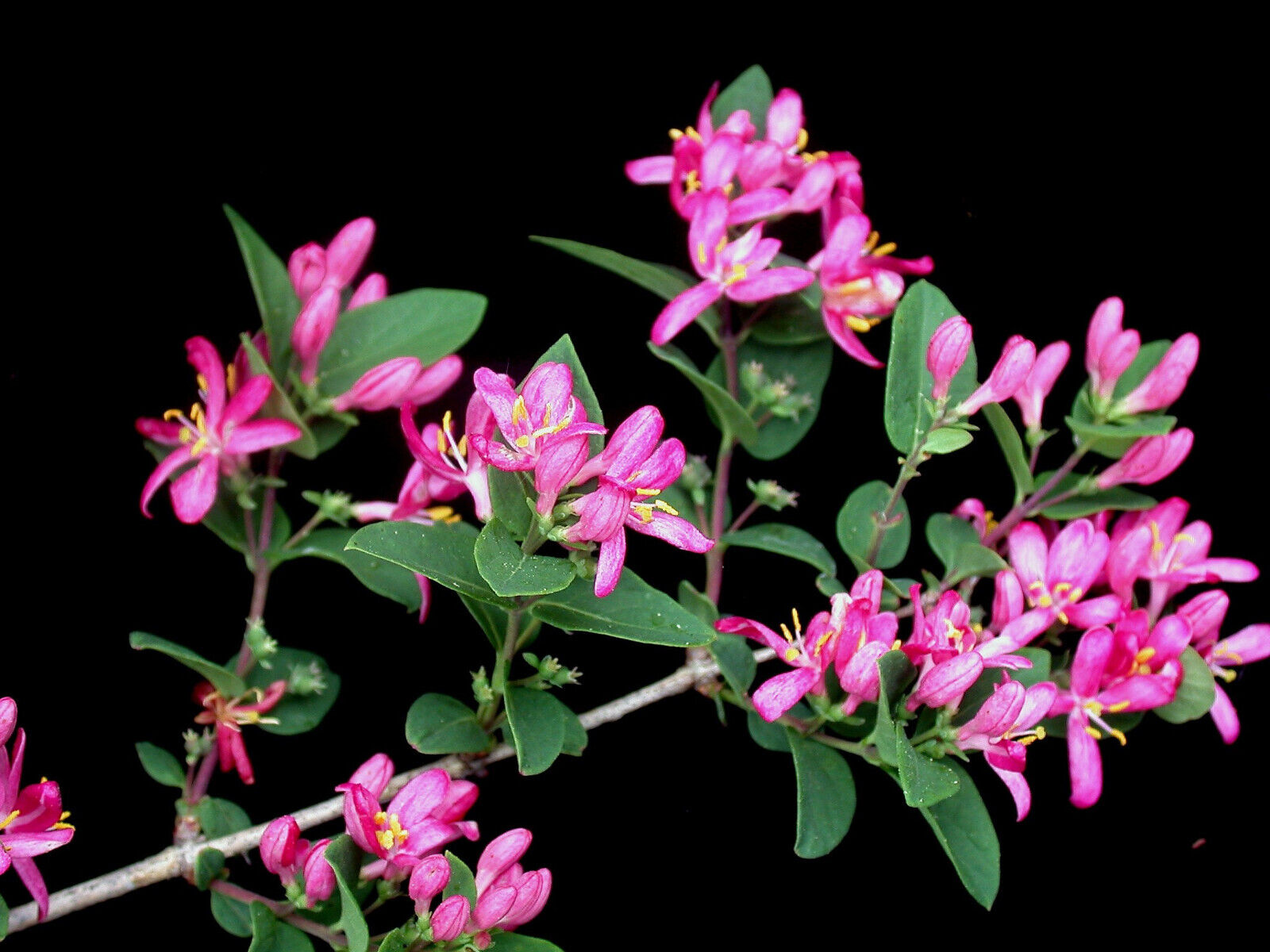 50 Tatarian Asian Honeysuckle Lonicera Tatarica Pink Flower Shrub Bush Seeds | www.seedsplantworld.com