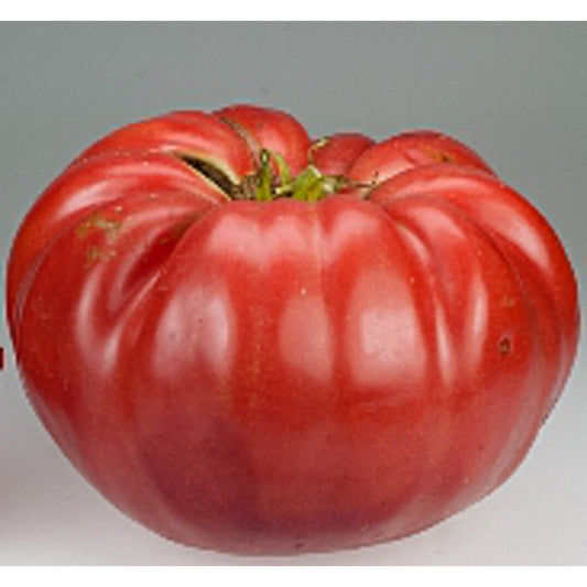 35 Tomato Belgium Giant 5 Lb Heirloom Vegetable Seeds | www.seedsplantworld.com