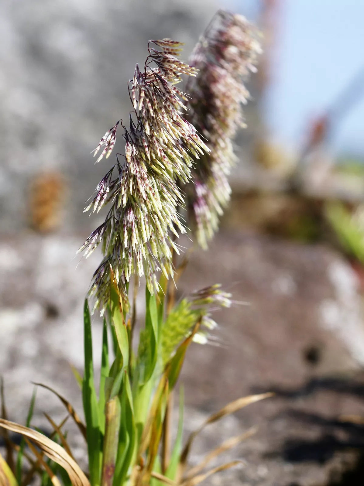 50 Goldentop Grass Toothbrush Grass Dog'S Tail Golden Top Ornamental Seeds | www.seedsplantworld.com