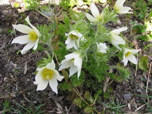 25 White Anemone Pulsatilla Vulgaris Purple Pasque Flower Seeds | www.seedsplantworld.com