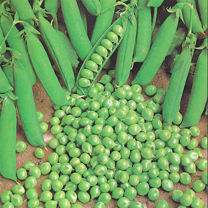 25 Ct Green Arrow Pea Pod Peas Garden Heirloom NON-GMO Vegetable Seeds | www.seedsplantworld.com